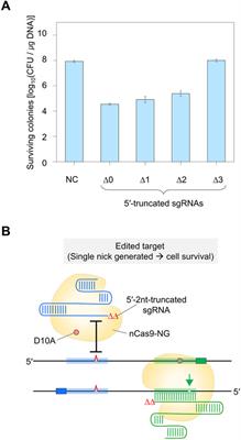 Use of paired Cas9-NG nickase and truncated sgRNAs for single-nucleotide microbial genome editing